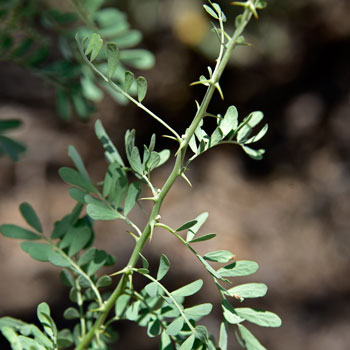 Desert Ironwood has green or grayish-green leaves, mostly evergreen, and sharp spines making landscape plants difficult to work on or around. Olneya tesota